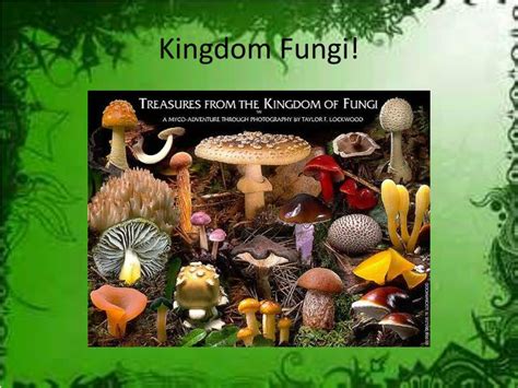 Ppt Kingdom Fungi Powerpoint Presentation Free Download Id2745323