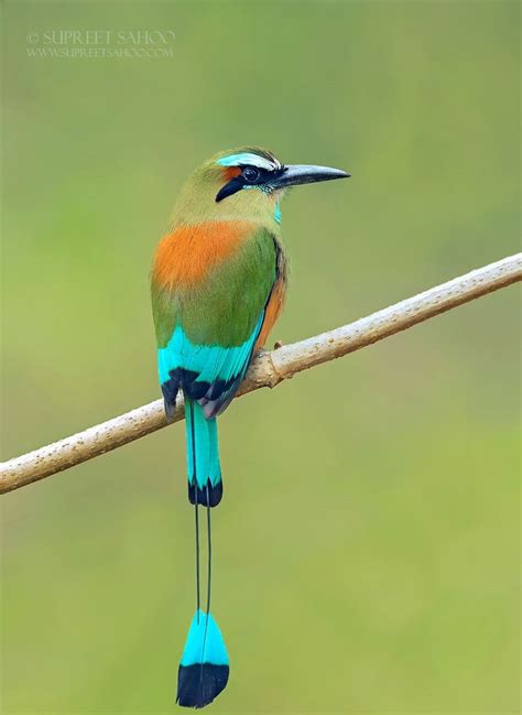 18 Birds Of Costa Rica