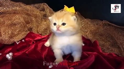 Cute Cats And Little Kittens Meowing And Talking Compilation Video