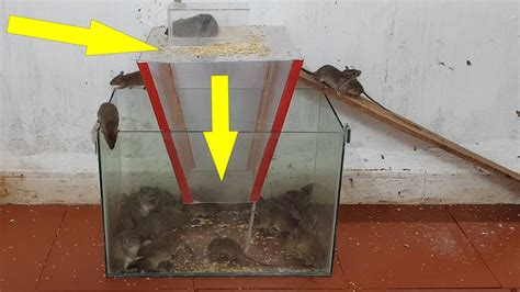 Glass Mouse Trap Best Combo Mouse Trap Saving A Lot Of Rats Youtube