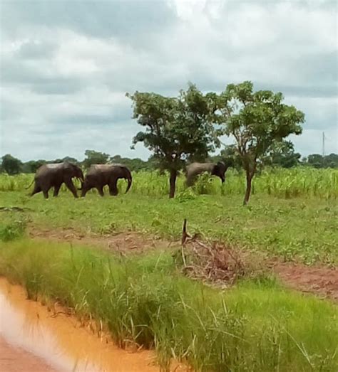 Ne Region A 37 Year Old Farmer Killed By Elephants Whiles Filming