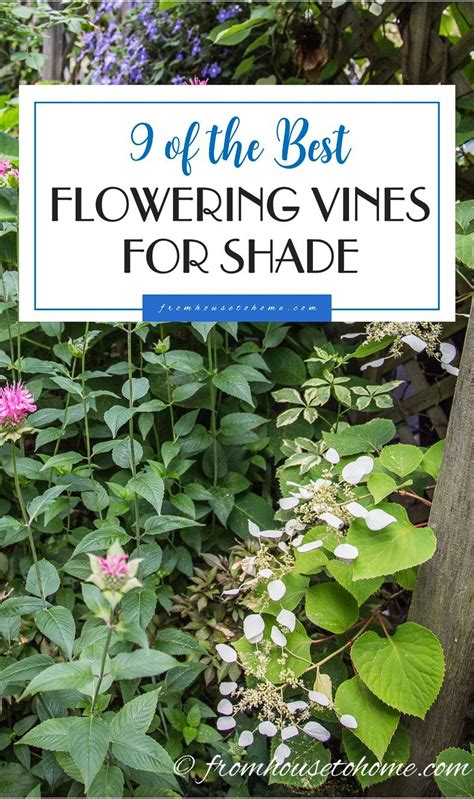 If you enjoy using the perennial creeping jenny (lysimachia nummularia) to trail from your shade containers, be sure to experiment. 9 of the Best Flowering Vines For Shade | Flowering vines ...
