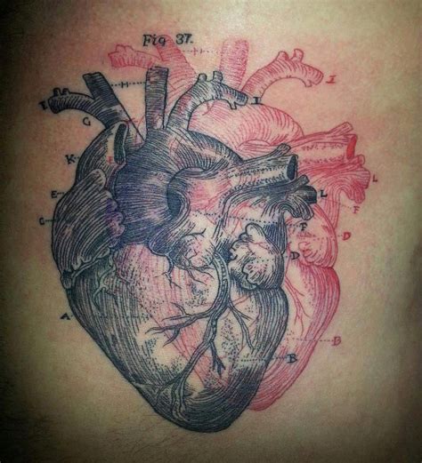 120 Realistic Anatomical Heart Tattoo Designs For Men 2020 With