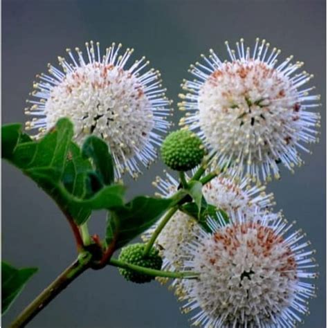 Buttonbush Seeds For Planting 50 Seeds Cephalanthus Occidentalis