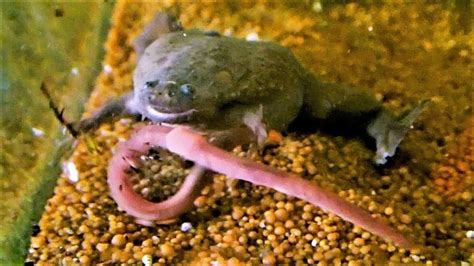 Two Oceans Aquarium Meet The Platanna Strange Feet Stranger Frog