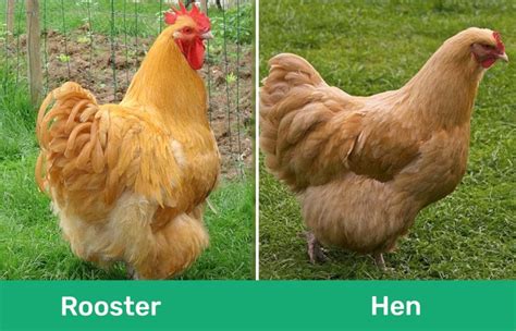 Black Buff Orpington Roosters