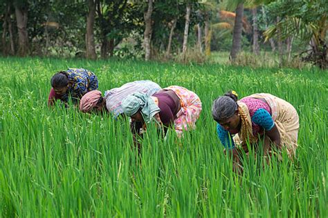 Best Rice Rice Paddy Harvesting Kerala Stock Photos Pictures And Royalty