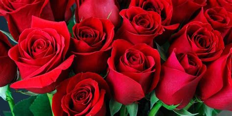 Berbagai Manfaat Bunga Mawar Untuk Kesehatan Dan Kecantikan