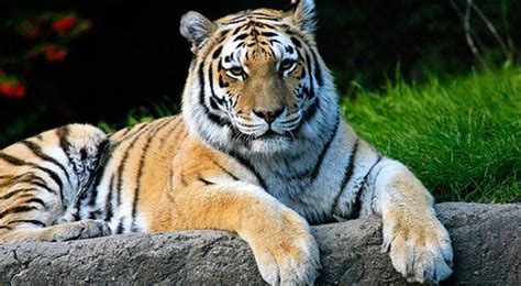 Siberian Tigers Are Targets Of Poachers Their Parts Are Sold On The