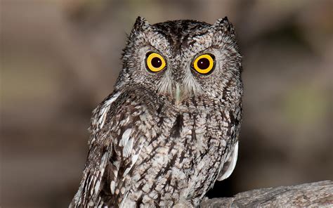 Closeup of an eastern screech owl. Whiskered Screech-Owl | Audubon Field Guide