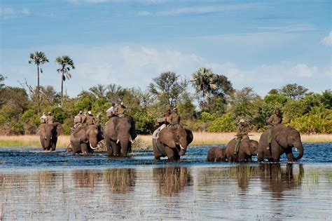 African Safari At Abu Camp Okavango Delta Elephant Safari Botswana Safari And Botswana Travel