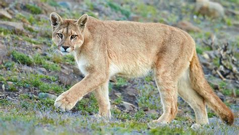 Tarea Intensa Para Dar Con Un Puma Suelto En General Pico