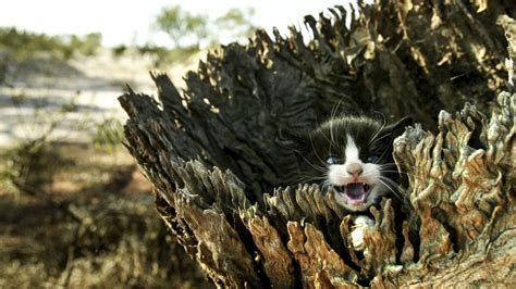 Feral Cats Are Taking Over And Australia Is Biting Back Vocativ