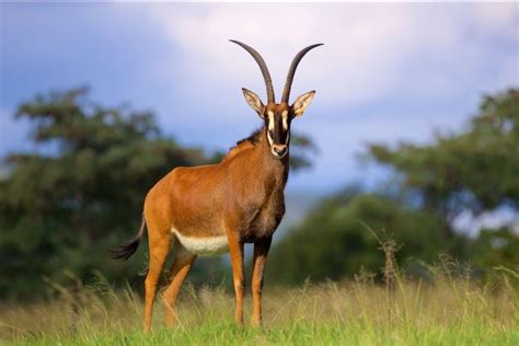 Livestock sold for almost r116 million in total at a live auction. African Business and Economy News - Page 943 - SkyscraperCity