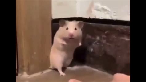 Scared Hamster Youtube