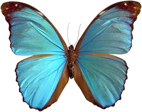 Blue Butterfly Png Image Image With Transparent Background Цветочные