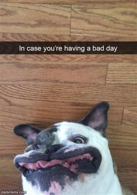 In Case You Have Bad Day Funny Pictures 22 — Steemit