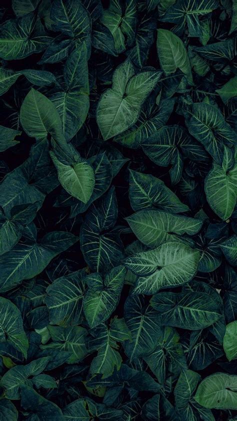 Tropical Leaves Botanicals Leaf Phone Wallpaper Iphone Background