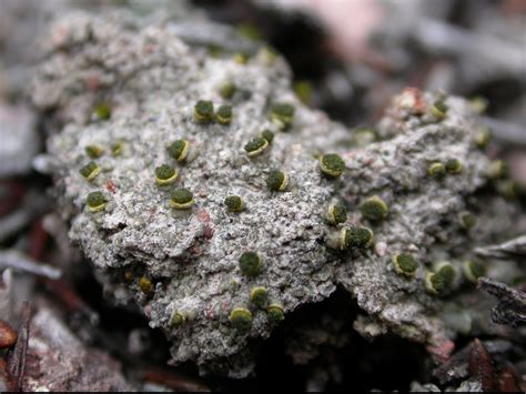 Check spelling or type a new query. Lichens - Pinnacles National Park (U.S. National Park Service)