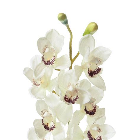 Cymbidium Orchid Spray 10 Flowers Cream 100cmh