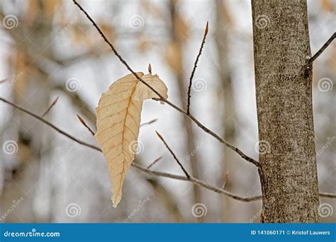 Dried American Beech Leaf On Bare Branches In The Forest Fagus