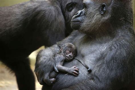 Baby Gorilla Hugs Its New Mother Picture Cutest Baby