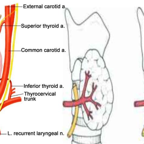 Arterial Supply Of The Thyroid Gland And Venous Drainage Of The Thyroid