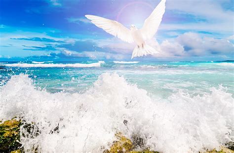 1080p Free Download Peace Rocks Bird Ocean Dove Waves Clouds