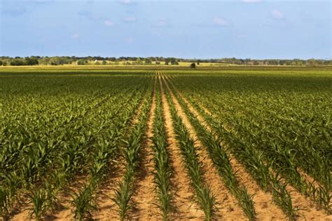 Us Corn Yields Are Growing But So Is Sensitivity To Drought Ars Technica