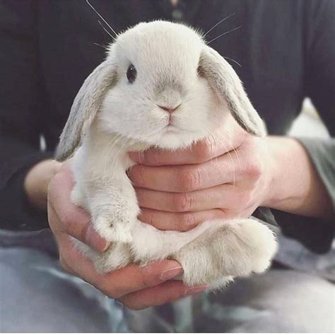 Adorablebunny🐰 On Instagram Aww 😍💕 Bunnies
