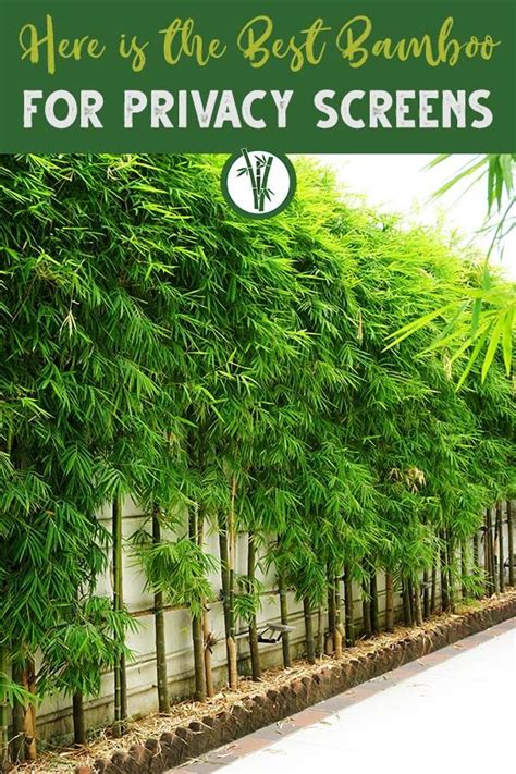 Here Is The Best Bamboo For Privacy Screens Bamboo Plants Hq