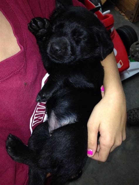 Black Lab Puppy Sleeping Like A Baby Black Lab Puppies