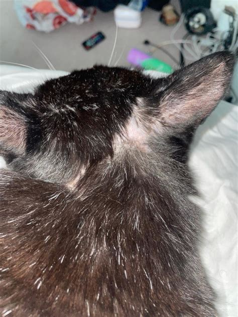 Cat Losing Hair On Ears Reddit Steven Rountree