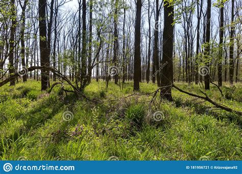 Landscape Of Spring Floodplain Green Forest With Beautiful Shadows And