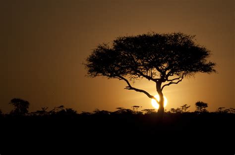 Acacia Tree At Sunset Bradjward Flickr