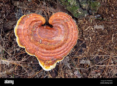 Heart Shaped Wild Mushroom Ganoderma Species Brevard North