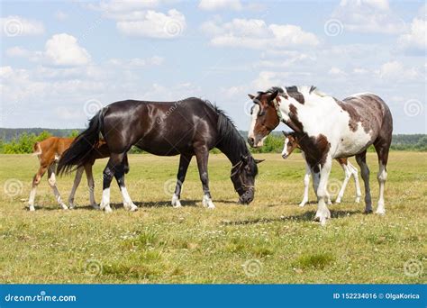 A Pair Of Horses With Foals Beautiful Horses With Cubs Graze On A