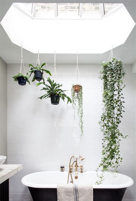 Best Plants For Bathroom Welches Ist Das Richtige Für Sie