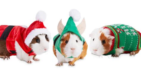 Pet Holiday Costumes From 899 On Hip2save