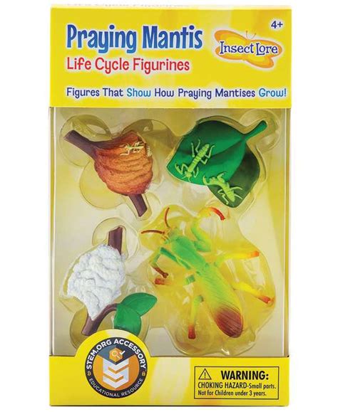 Life Cycle Stages Praying Mantis Insect Loreilp2510