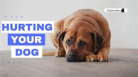 Ways You Might Be Hurting Your Dog Without Realizing It 5 Things