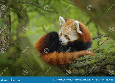 Panda Lying On The Tree With Green Leaves Ailurus Fulgens Red Panda