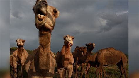 australian hunters to kill 10 000 feral camels from helicopters amid worsening drought live