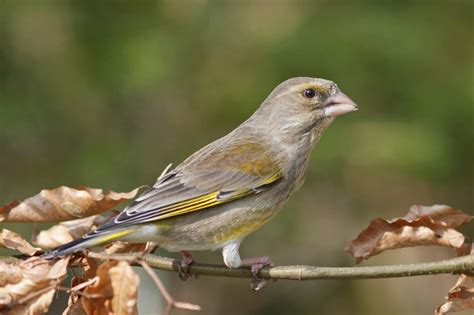 20 Of The Most Common British Garden Birds Glenlivet Wildlife