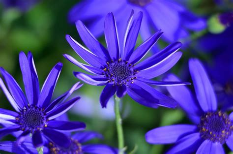 These Are The Best Blue Flowers For Adding The Spectacular And Rare