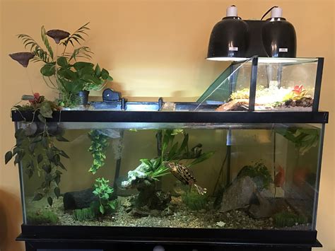 Get Aquarium Decoration Ideas For Turtles Background Cool Aquascaping