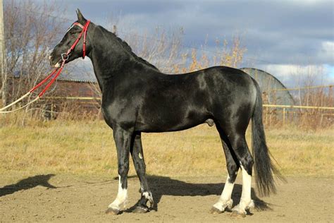 Orlov Trotter Pretty Horses Horse Breeds Horses
