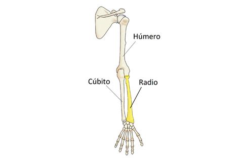 Huesos Del Brazo Y El Antebrazo ¿cuáles Hay Y Cómo Son