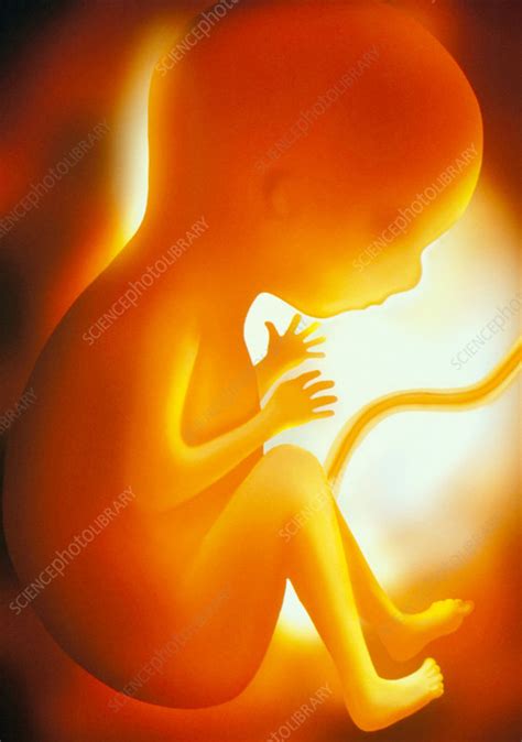 Foetus In Womb Stock Image P6800526 Science Photo Library