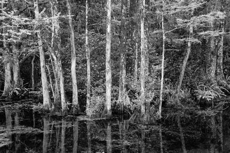 Big Cypress Swamp Ed Fuhr Photography